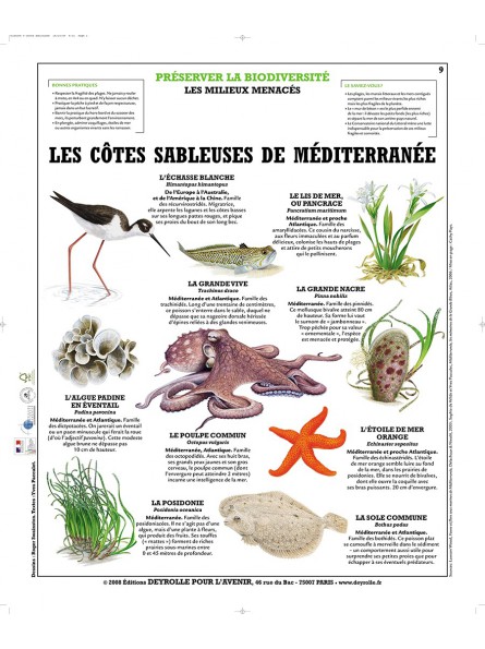 Les Mammifères marins 