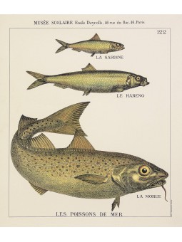 poissons de mer