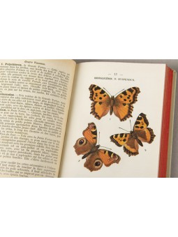 Atlas de poche des papillons de France