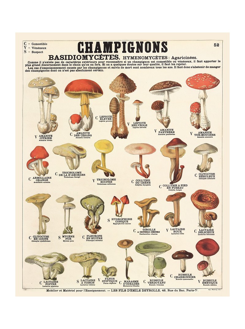 Champignons