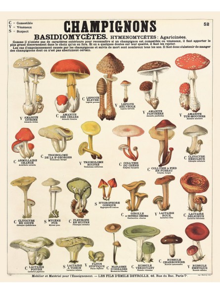 Champignons