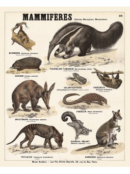 Les mammifères