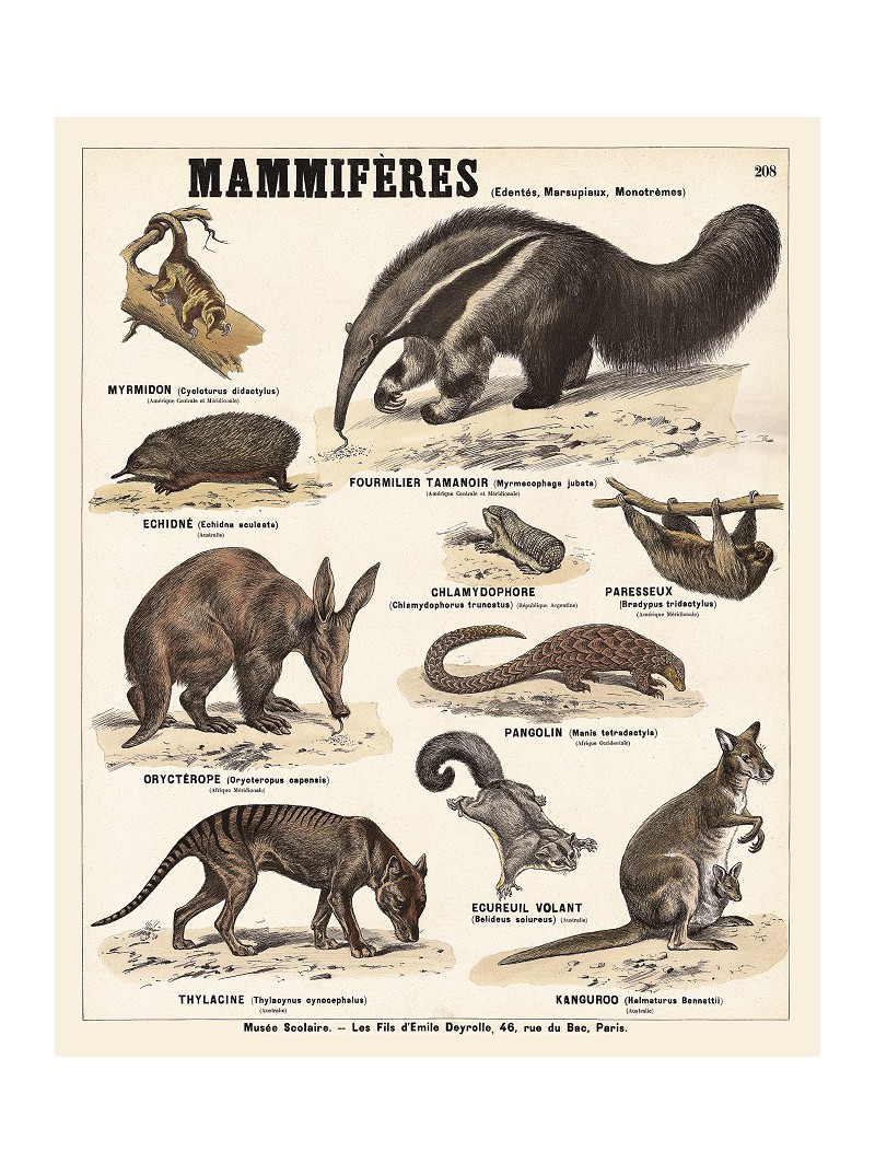 Les mammifères