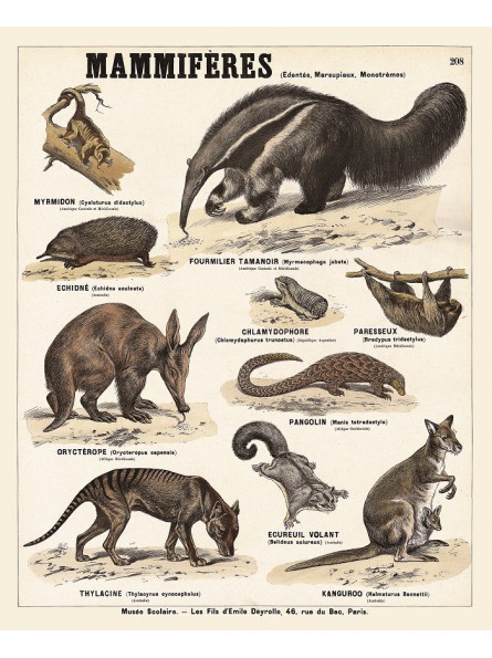 Les mammifères