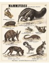 Les mammifères