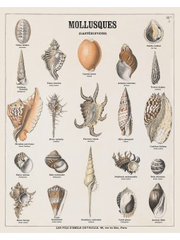 Coquillages