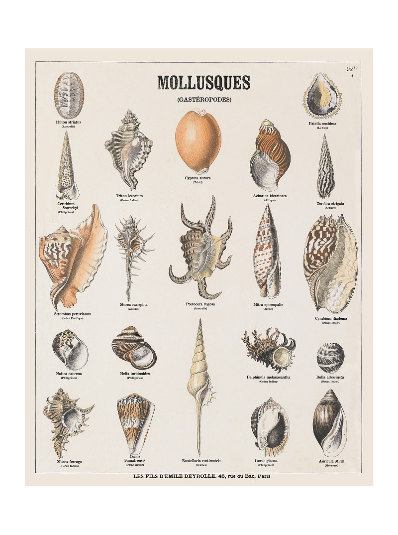 Coquillages