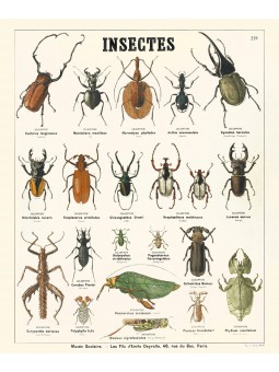 Les insectes