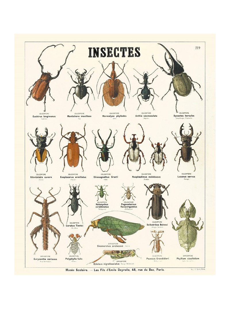 Les insectes