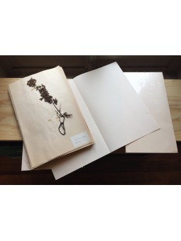 Feuilles à herbier