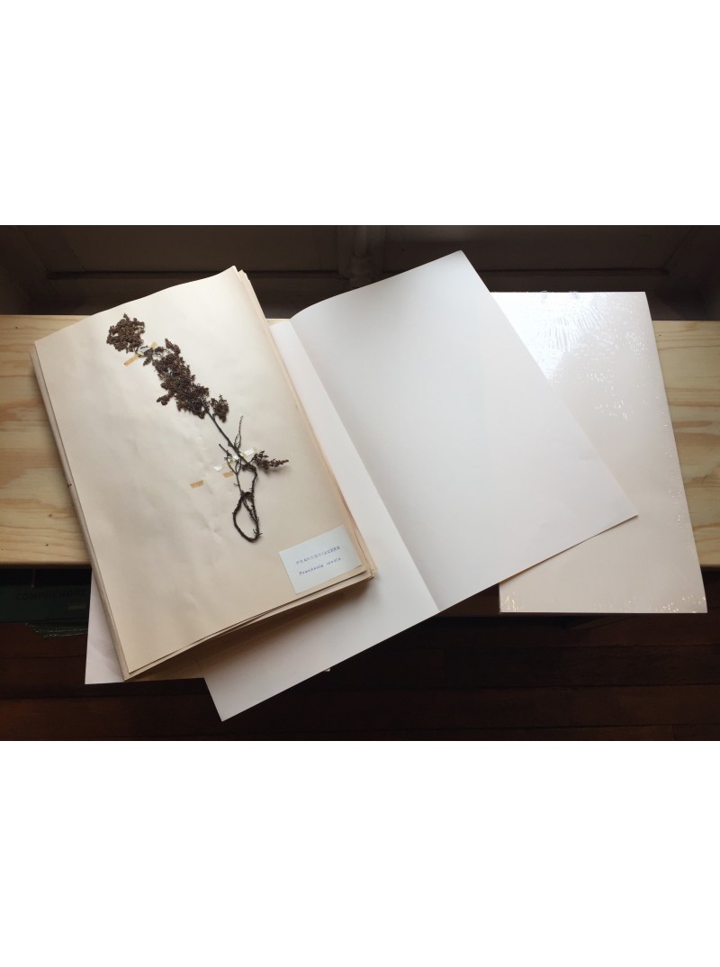 Feuilles à herbier