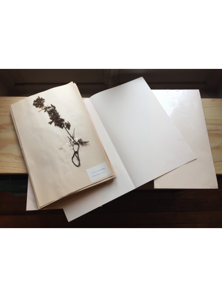 Feuilles à herbier