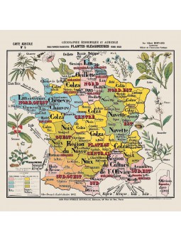Carte de géographie n°5 : "Plantes oléagineuses"
