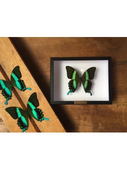 Papilio blumei sous cadre