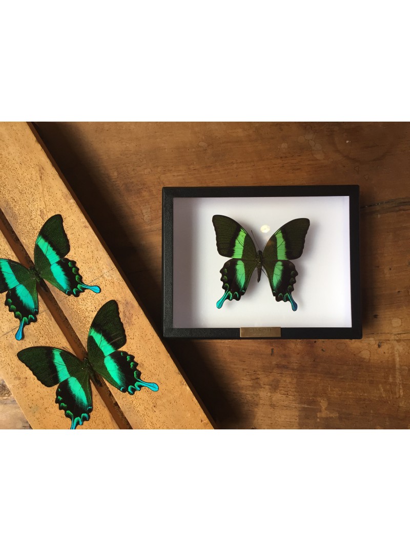 Papilio blumei sous cadre