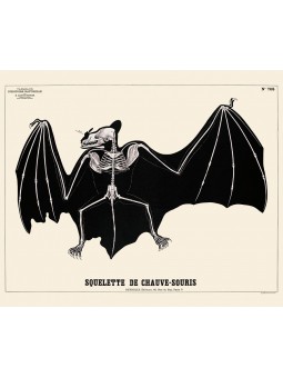 Squelette de chauve-souris