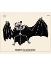 Squelette de chauve-souris