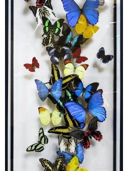 Envolée multicolore de papillons