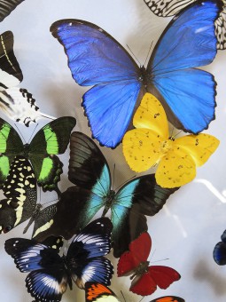 Envolée multicolore de papillons