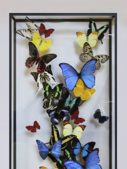 Envolée multicolore de papillons