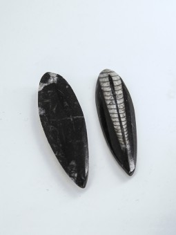 Orthocère petit modèle