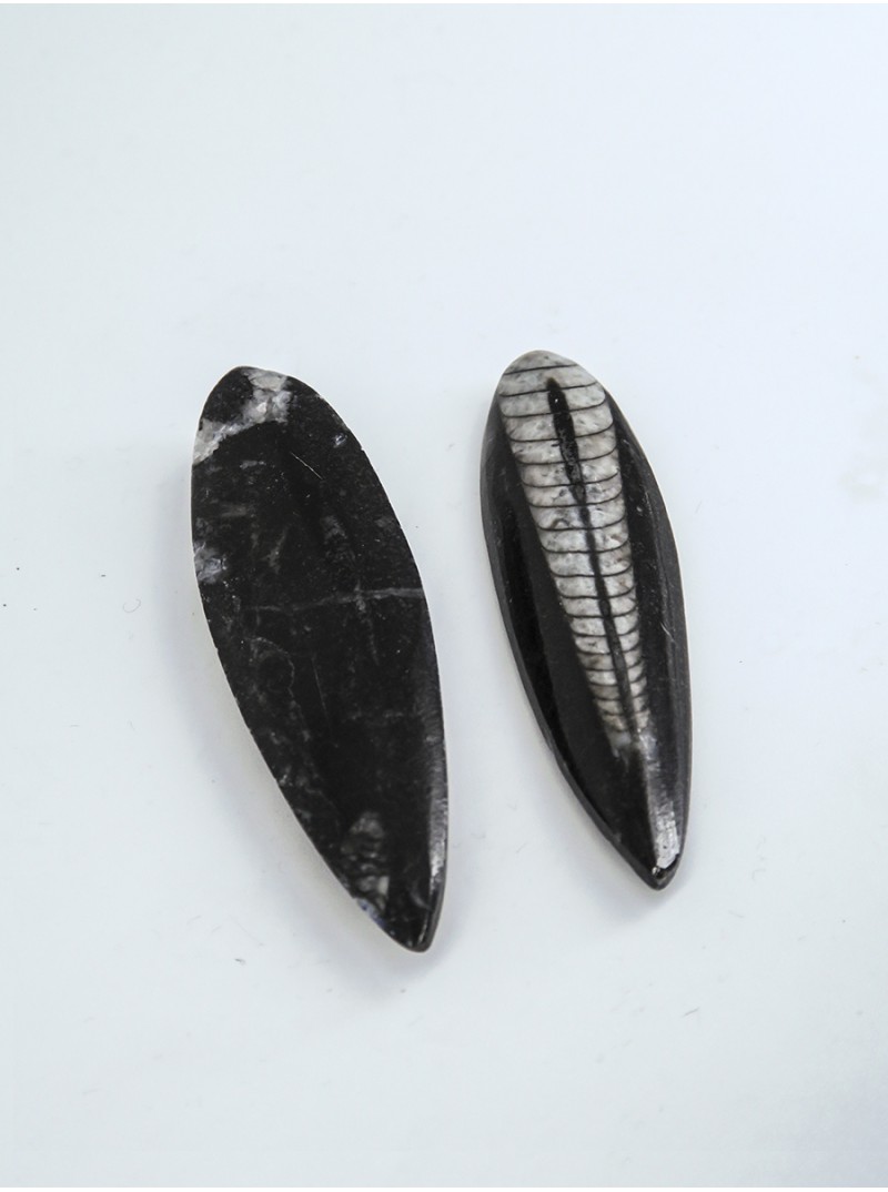 Orthocère petit modèle