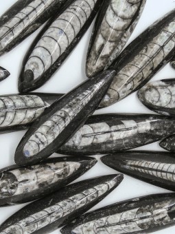 Orthocère petit modèle