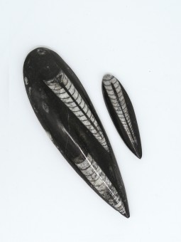 Orthocère petit modèle