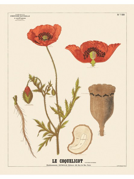 Le coquelicot