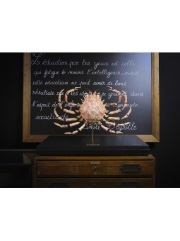 Eclaté d'araignée de mer