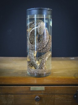 Serpent Roi de Californie...