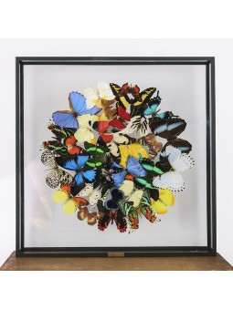 Nuage de papillons...