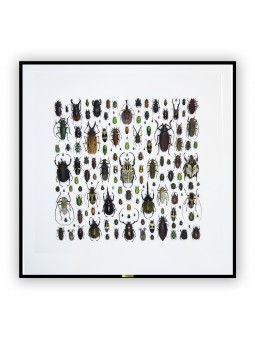 La diversité des coléoptères