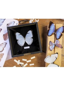 Morpho catenaria sous cadre...