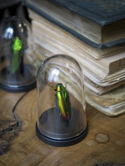 Chrysochroa fulminans sous...