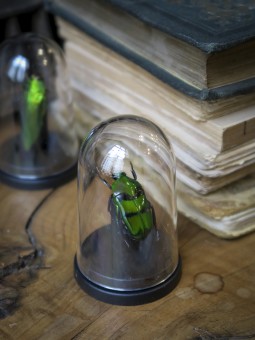 Ischiopsopha bifasciata...