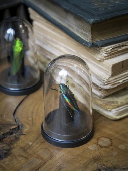 Cyphogastra calepyga sous...