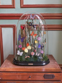 Dans les hautes herbes