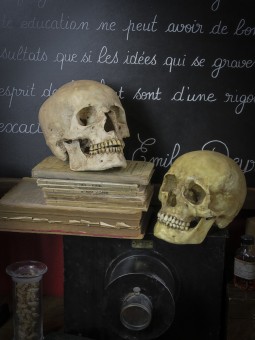 Réplique de crâne humain