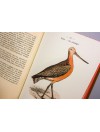 Atlas de poche des oiseaux de france