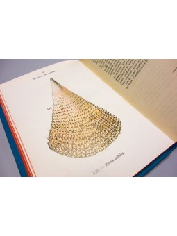 Atlas de poche des coquilles des côtes de France