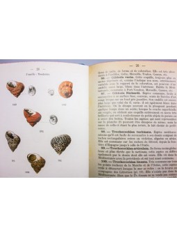 Atlas de poche des coquilles des côtes de France