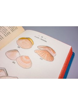 Atlas de poche des coquilles des côtes de France