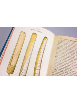 Atlas de poche des coquilles des côtes de France