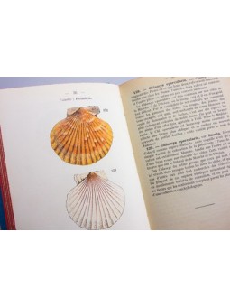 Atlas de poche des coquilles des côtes de France