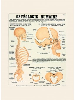 Ostéologie humaine : le crâne
