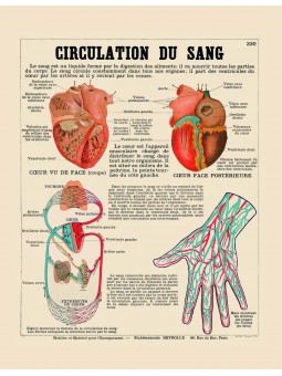 La circulation du sang