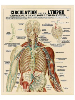 Circulation de la lymphe
