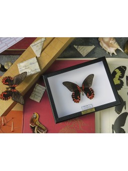 Papilio rumanzovia sous cadre