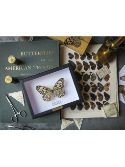 Idea leuconoe sous cadre